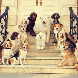 DOG WORLD