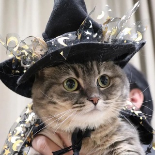 GIFS WITH KOMARU, COCOA, KOMUGI, PANCHAN, GOMU