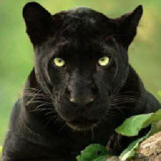 ANIMAL LIFE