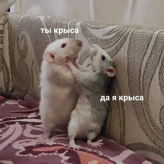 КРЫСИНАЯ ДЫРА