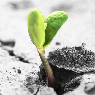 GERMINANDO / ПРОРАСТАЯ