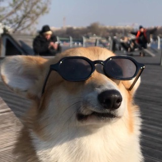 КОРГИ РИК