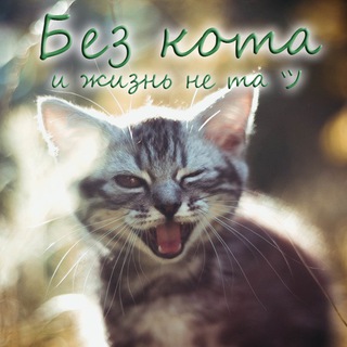 БЕЗ КОТА И ЖИЗНЬ НЕ ТА ツ