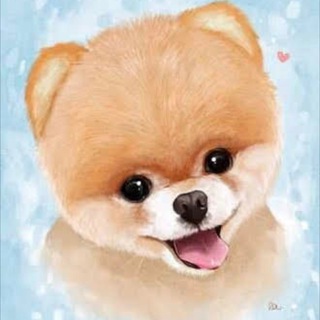 ШПИЦ •ПОМЕРАНСКИЙ •POMERANIAN