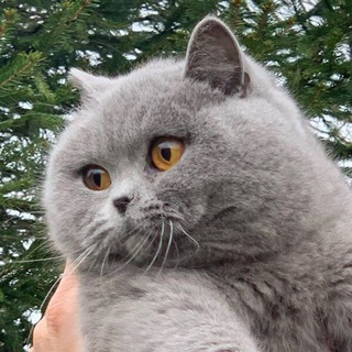 CHONKY WORLD