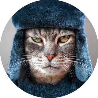 КОШКИН СИБИРЯК 2.0