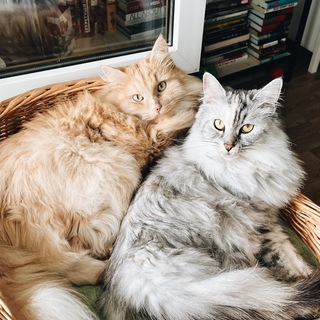 ДВАКОТАЖ