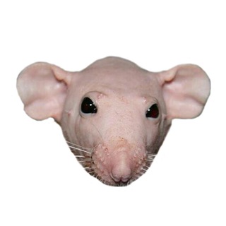 RAT TV