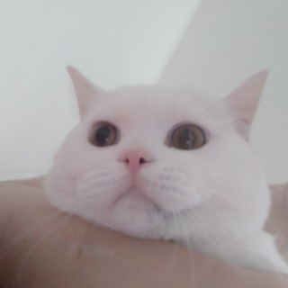 НЮРА Н. БЕРГ