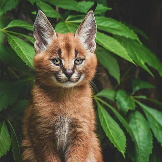 ЖИВТОНЕ/ANIMOLZ