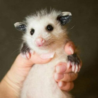 DAILY POSSUMS