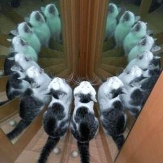 FOLLYFLLY
