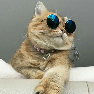 КОТЯ-МОТЯ