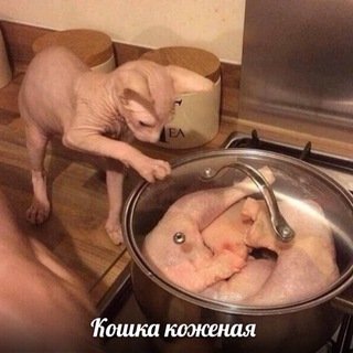 NOCATNOSKIN