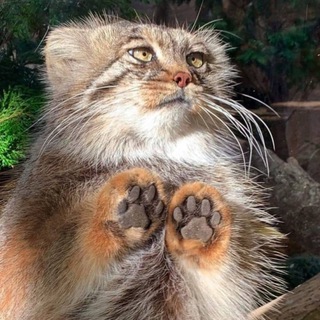 КОТОВИЙ КУСЬ