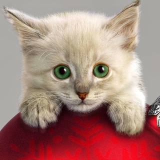 ВЕСЁЛЫЕ КОТЕЙКИ