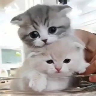 НЯШНЫЕ КОТИКИ