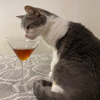 CHAT QUI PECHE