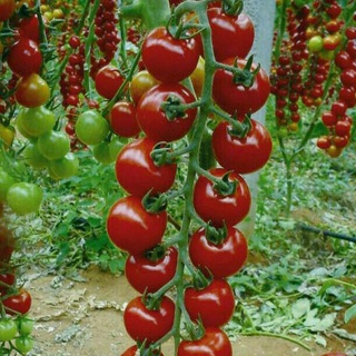 AGRO MARKETING(UYDA QOLING)