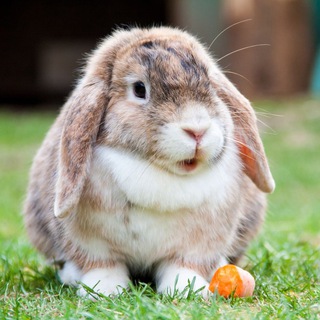 RABBITUS CHANNEL | НОВОСТИ