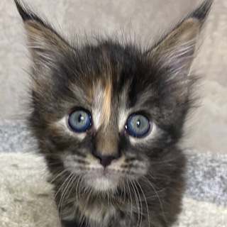 KITTEN BEADS || СХЕМЫ ДЛЯ БИСЕРОПЛЕТЕНИЯ