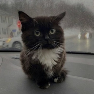 ДУРКА FLAFFY