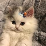 ЛИНЧИК @LINETRADIX