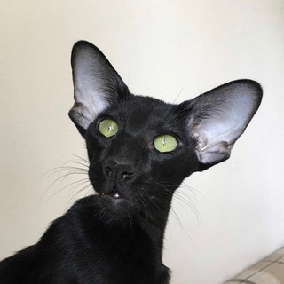 ORIDISIA_CATS