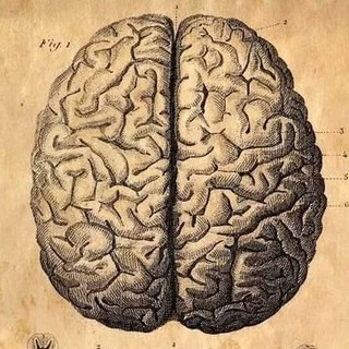 CEREBRUM