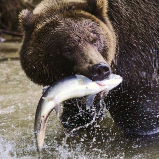 PROFISH