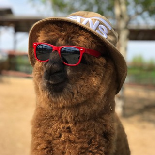 RUSSIAN_ALPACAS