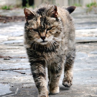 ДРАНЫЕ КОТЫ