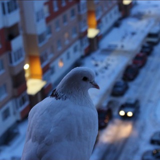 ГЕНПЛАН ВЕЛИКОГО НОВГОРОДА