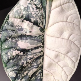 PLANTS_KBR