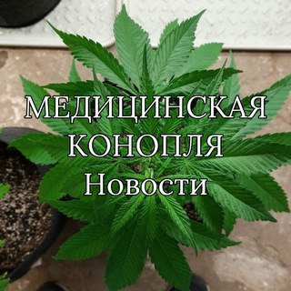 КОНОПЛЯ РОССИИ. НОВОСТИ.