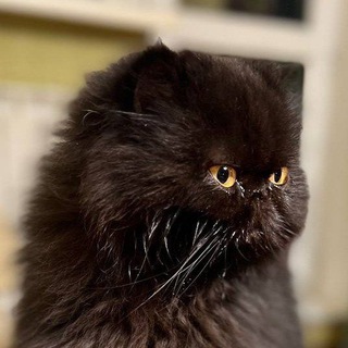 КОТ СКРИПАЛЕЙ (Z)