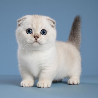 MUNCHKIN KITTENS, CAT, CATS, MUNCHKINFOLD, MUNCHKIN, SCOTTISHKILT, МАНЧКИН КОТЯТА, КОШКИ, КОТЫ,КОТЯТА