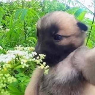 РІДНА СТАЯ