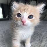 МИЛЫЕ КОТИКИ ^-^