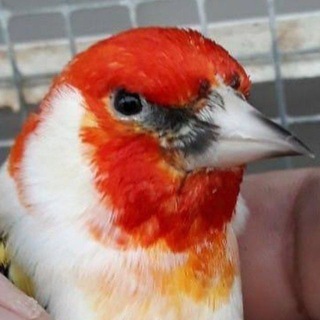 KOKIL.NORCHIUZ