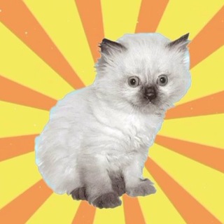 КОТЯТА И МУДРЫЕ МЫСЛИ 