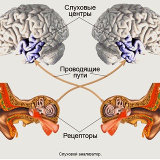 СЛУХОВОЙАНАЛИЗАТОР
