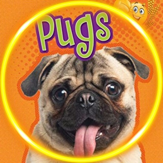 МОПСЫ | PUGS 