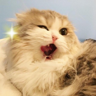 БЛЯЦКИЕ КОТЫ