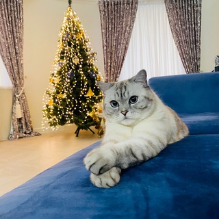 КОТ ИРИСКА