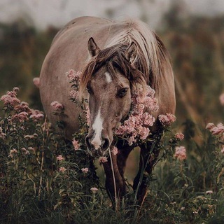 • EQUESTRIAN ZONE •