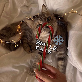 SMILE CATS