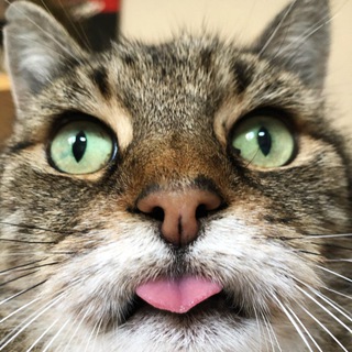 CAT ANTISTRESS