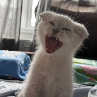 КОТИК ФИНЯ 