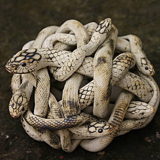 ДРУЗЬЯ НЕБОЖЕНЫ